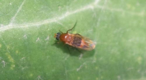 Phalacrotophora sp.